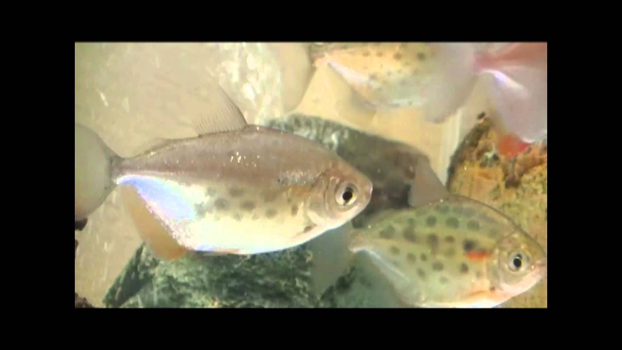 熱帯魚図鑑19　メチニス（Metynnis,Metynnis fasciatus,Metynnis maculatus）　ピラニアにそっくり！ 花園教会水族館編