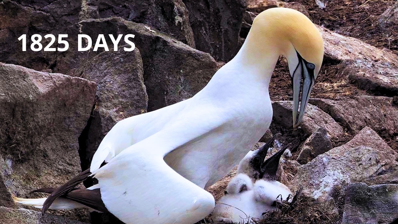 Northern Gannet: 1825 Days From Egg to Survivor |The Brutal Journey of Survival