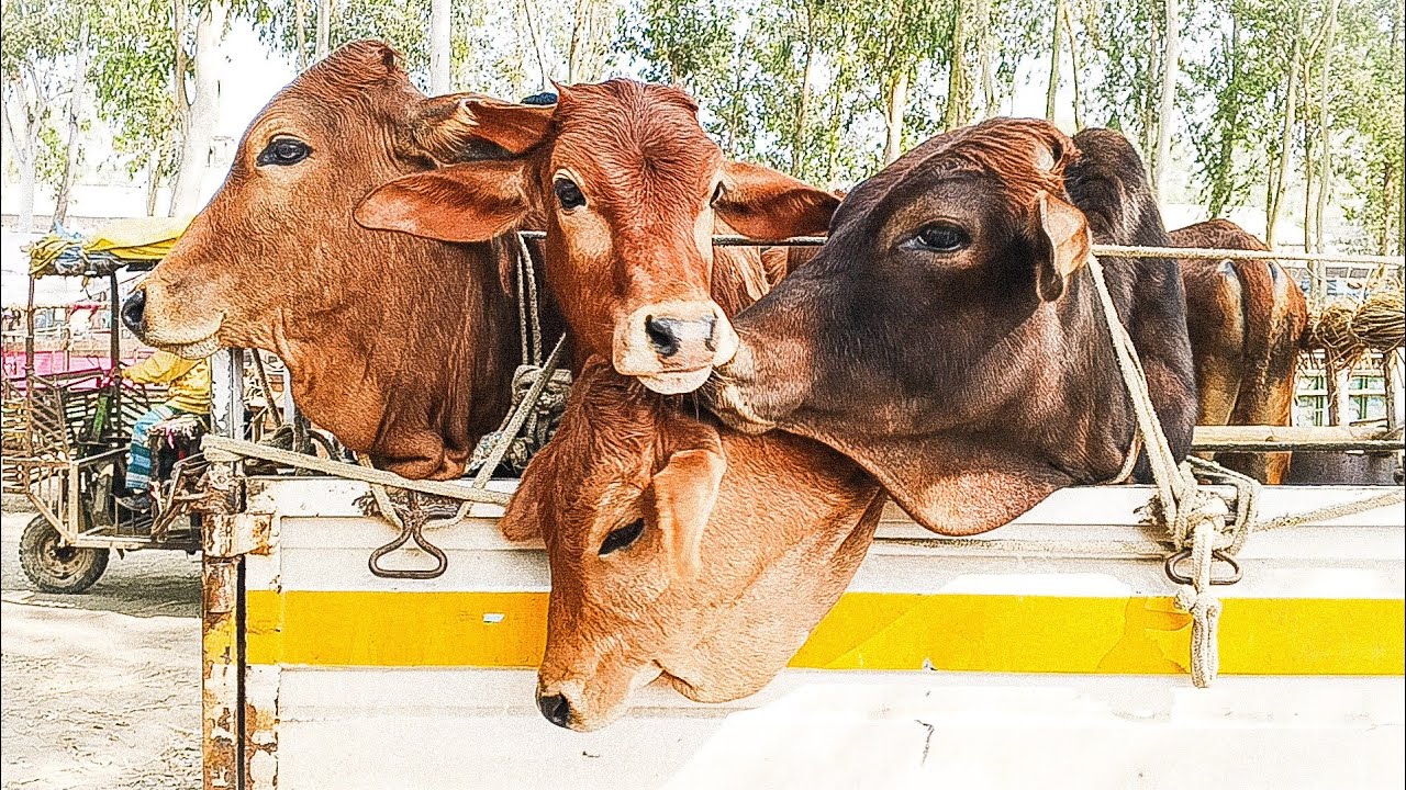 Biggest Cow Market Today | Thousands of Cows & Massive Trading 🔥