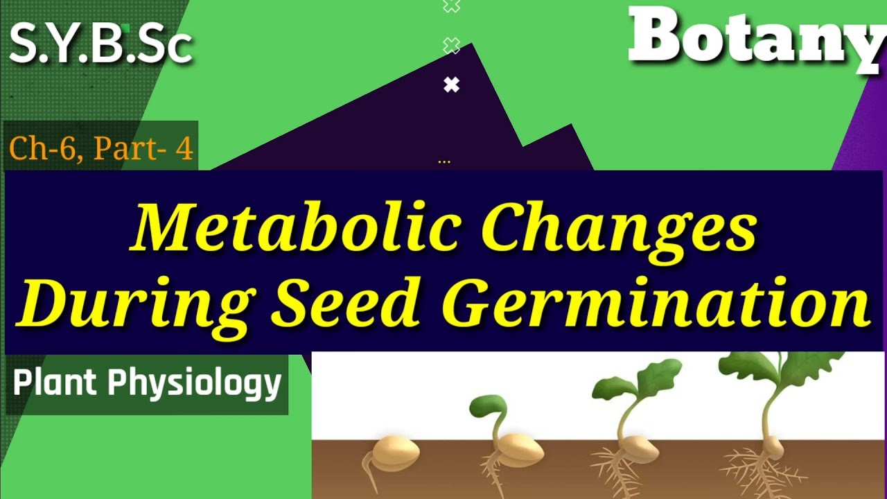 SYBSc|Ch-6(P4)| Metabolic Changes During Seed Germination | Process | Types | Aluerone Layer Role