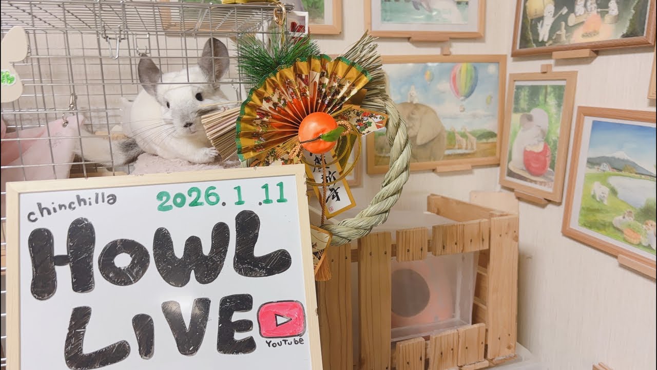 チンチラ ハウルの部屋【生配信】 chinchilla live 2026.1.11