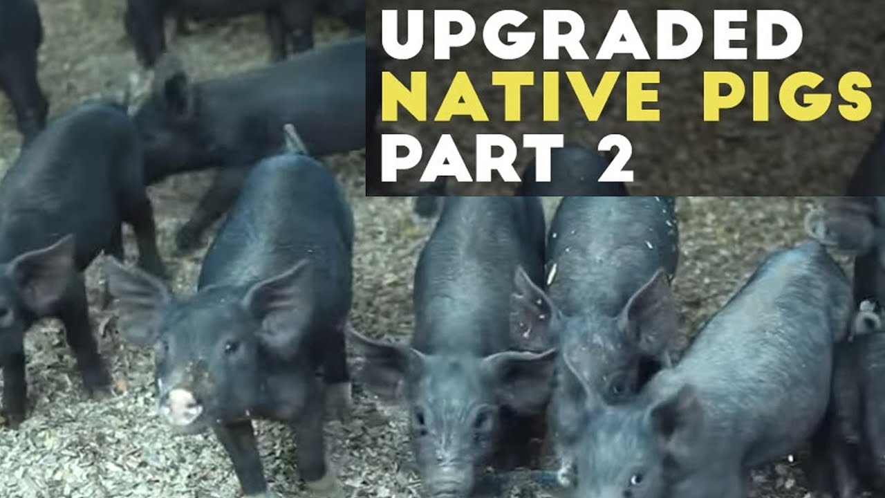Upgraded Native Pigs: How to Feed Native Pig and Farm Management | Upgraded Native Pig Part 2