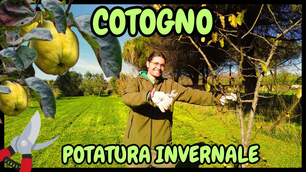 Come e Quando POTARE il MELO COTOGNO (Cydonia oblonga) | Guida Pratica alla potatura