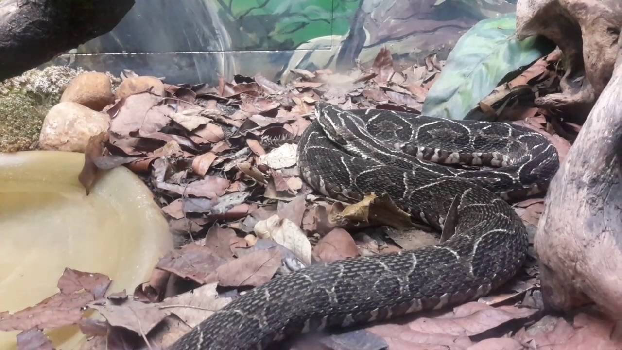 Urutu Cruzeiro se enrolando. ( Bothrops alternatus ). Instituto Butant&atilde;.
