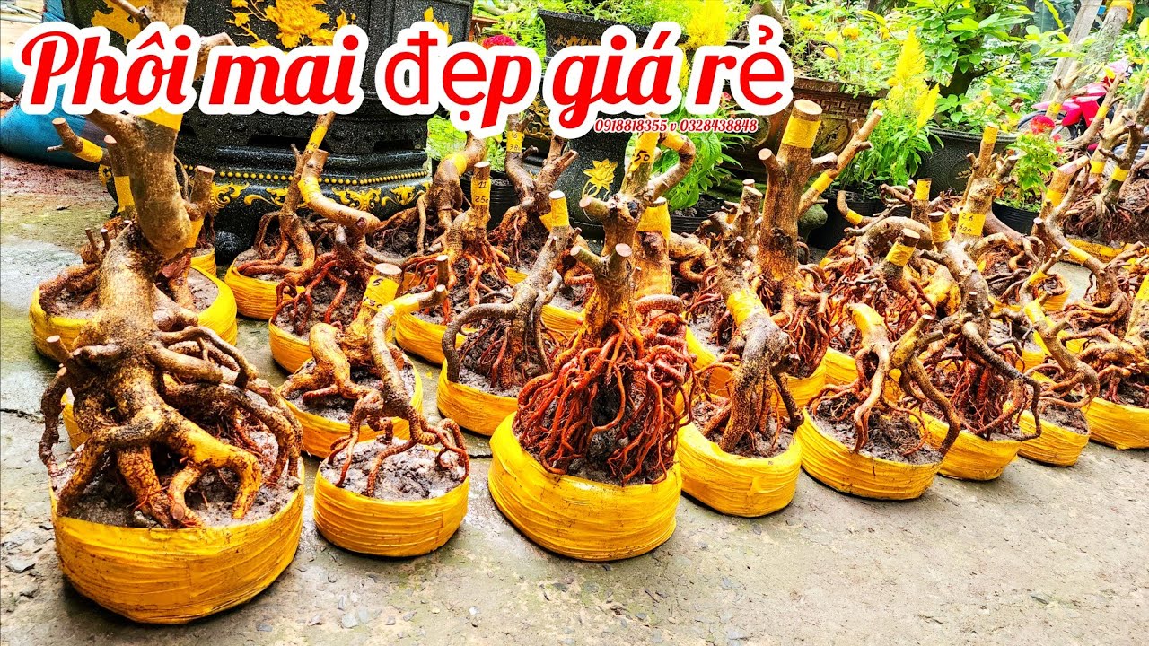 2/3 a N&ecirc;n 0918818355 v 0328438848 ph&ocirc;i mai bonsai đế đẹp gi&aacute; rẻ|Maiv&agrave;ngThanhT&acirc;m