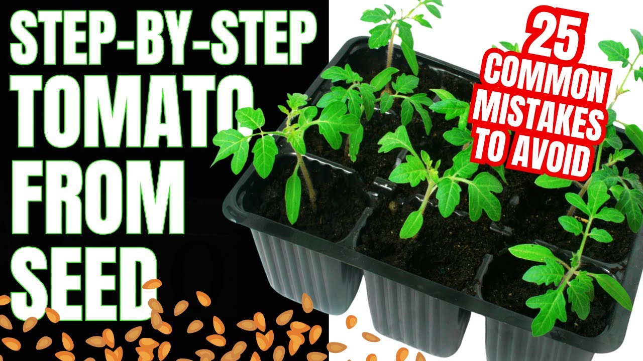 How To Grow Tomatoes From Seed And Avoid 25 Critical Mistakes