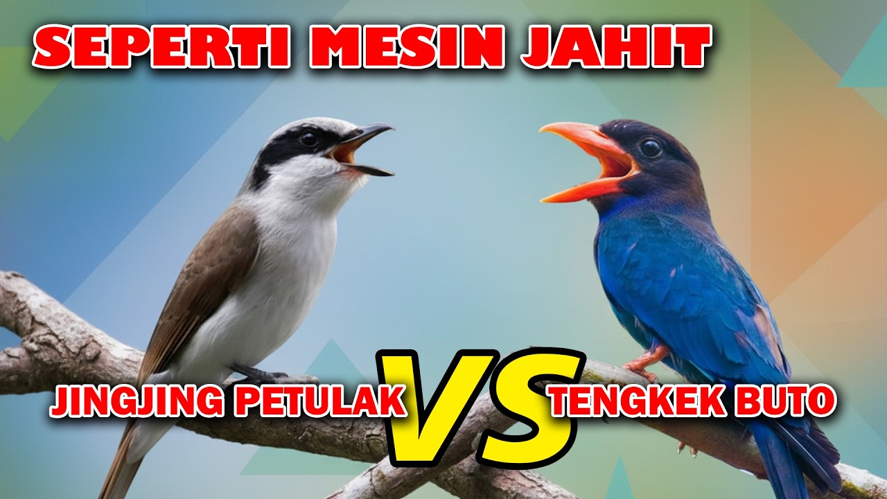 TENGKEK BUTO SAMBUNG PETULAK JINGJING MASTERAN MESIN JAHIT TROTOL GACOR DOR