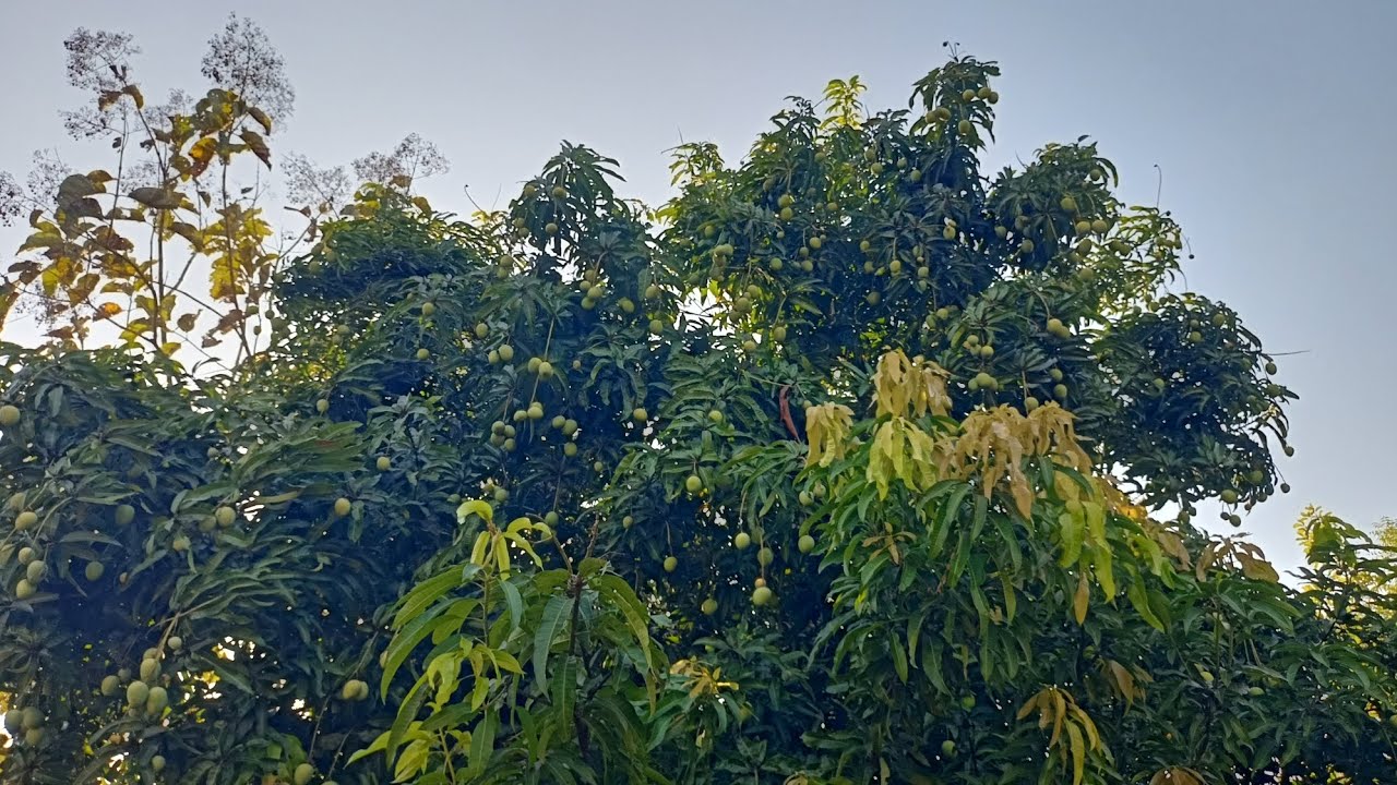 MANGO 🥭🫒FULL VLOG/ENJOY MOMENT #comedy #viral #vlog #sambalpuri