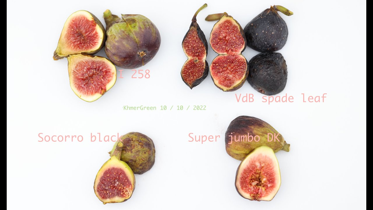 Socorro Black, Super Jumbo Dk, I 258 update and VdB spade leaf.