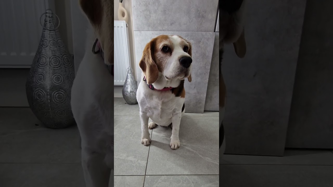 There are two types of beagles  #funnydogs #beaglelife #funny #beagle #pets #dogs #beaglelove