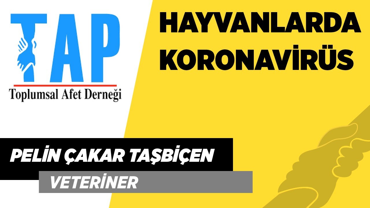 Hayvanlardan İnsanlara, İnsanlardan Hayvanlara Covid-19 Bulaşır mı?