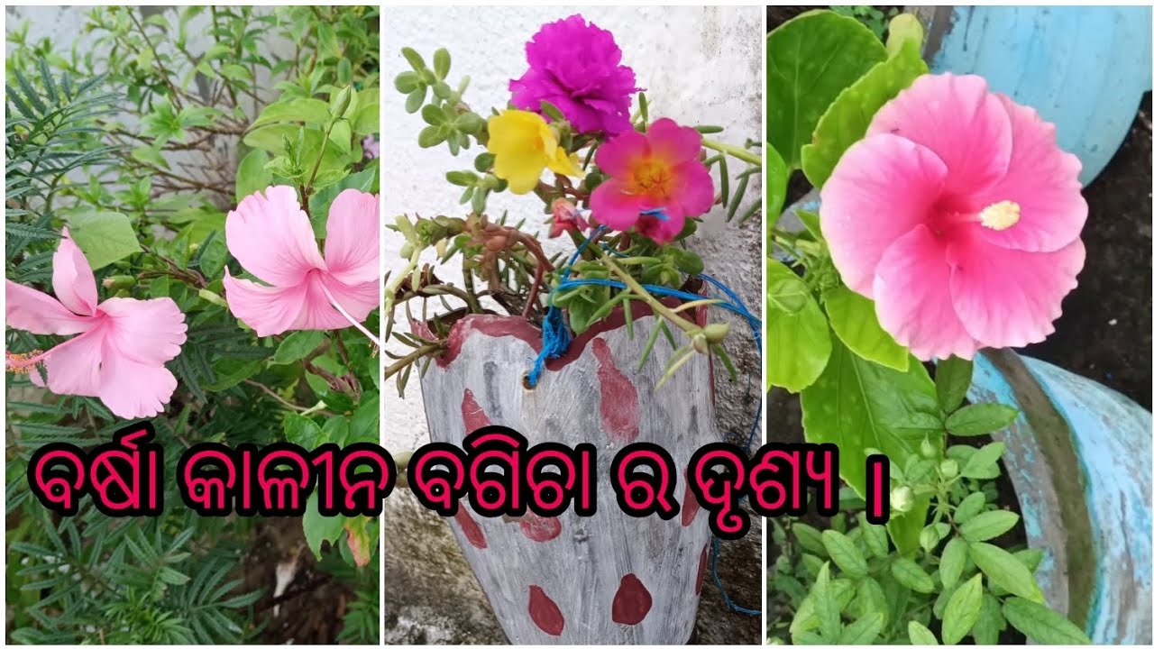 ବର୍ଷା କାଳୀନ ବଗିଚା ର ଦୃଶ୍ୟ🌱😍🌸🌱🌺