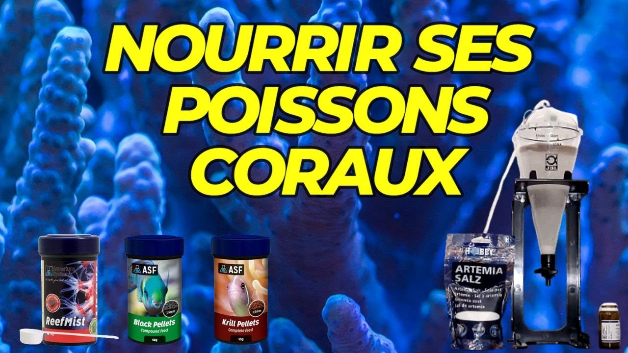 Faire ses artémias, nourrir ses poissons et coraux, aquarium eau de mer