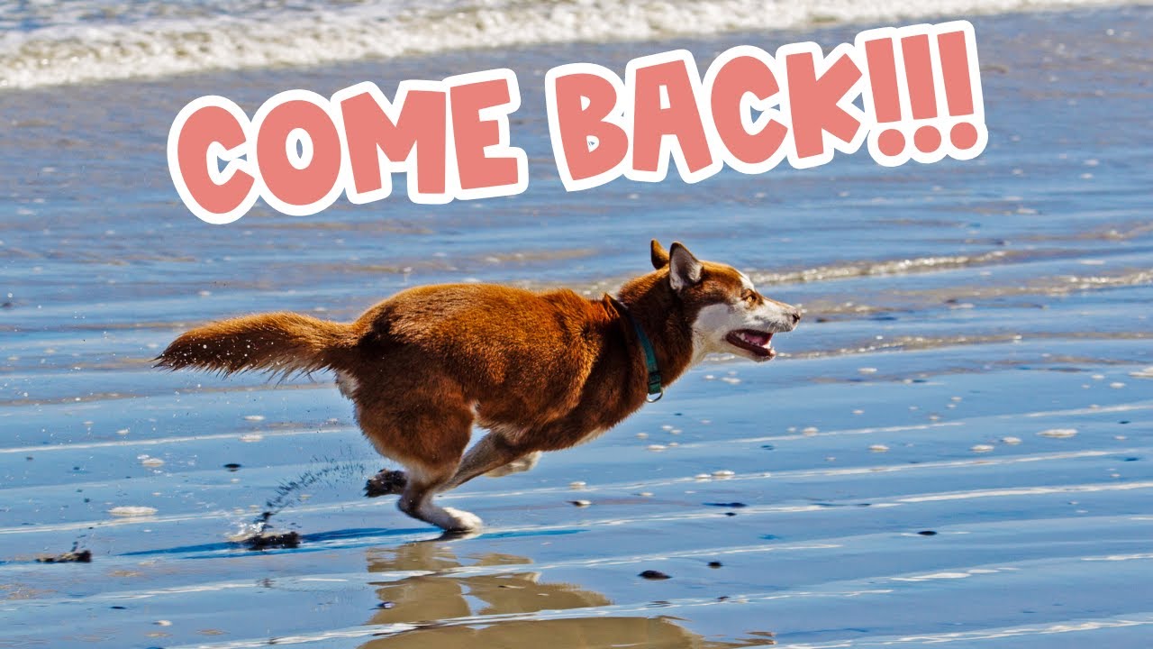 Why Do Huskies Run Away? [4 Worrying Reasons!]