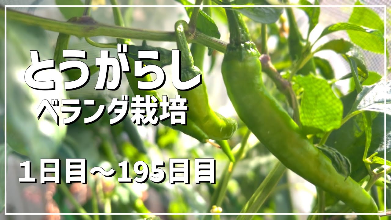 【ベランダ栽培】初心者がタネからトウガラシを栽培してみた（1日目〜195日目）/ 種まきから収穫まで / 栽培過程 / growing chili peppers on a balcony