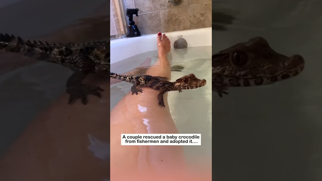 crocodile adopted  #wildliferescue #wildlife  #cute#rescue  #animalfriendshipgoals#crocodile