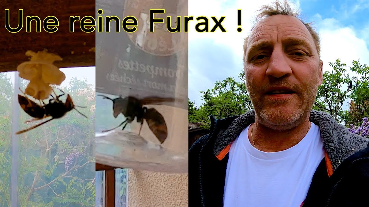 Une reine fondatrice furax !
