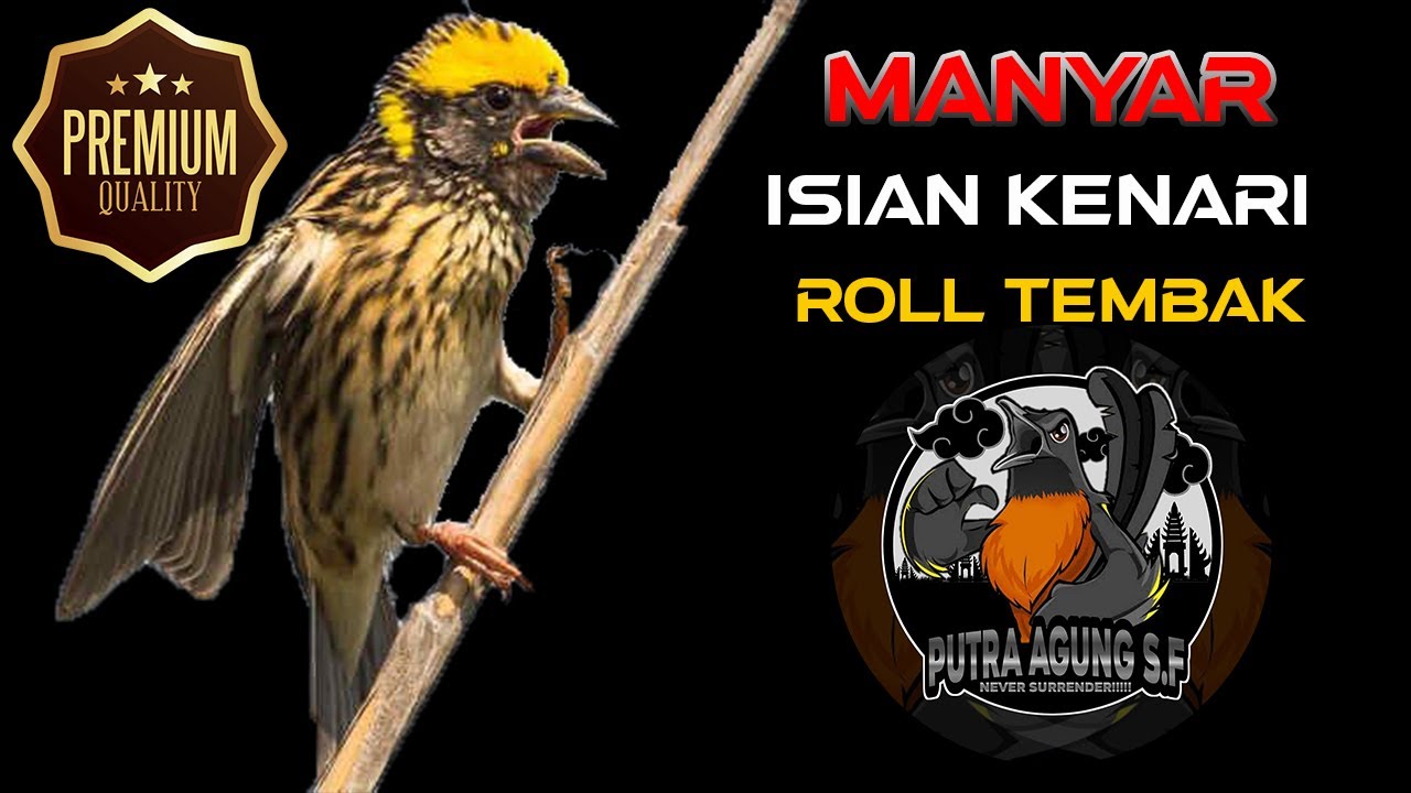 Masteran Manyar Gacor Isian Kenari roll tebak + Jeda