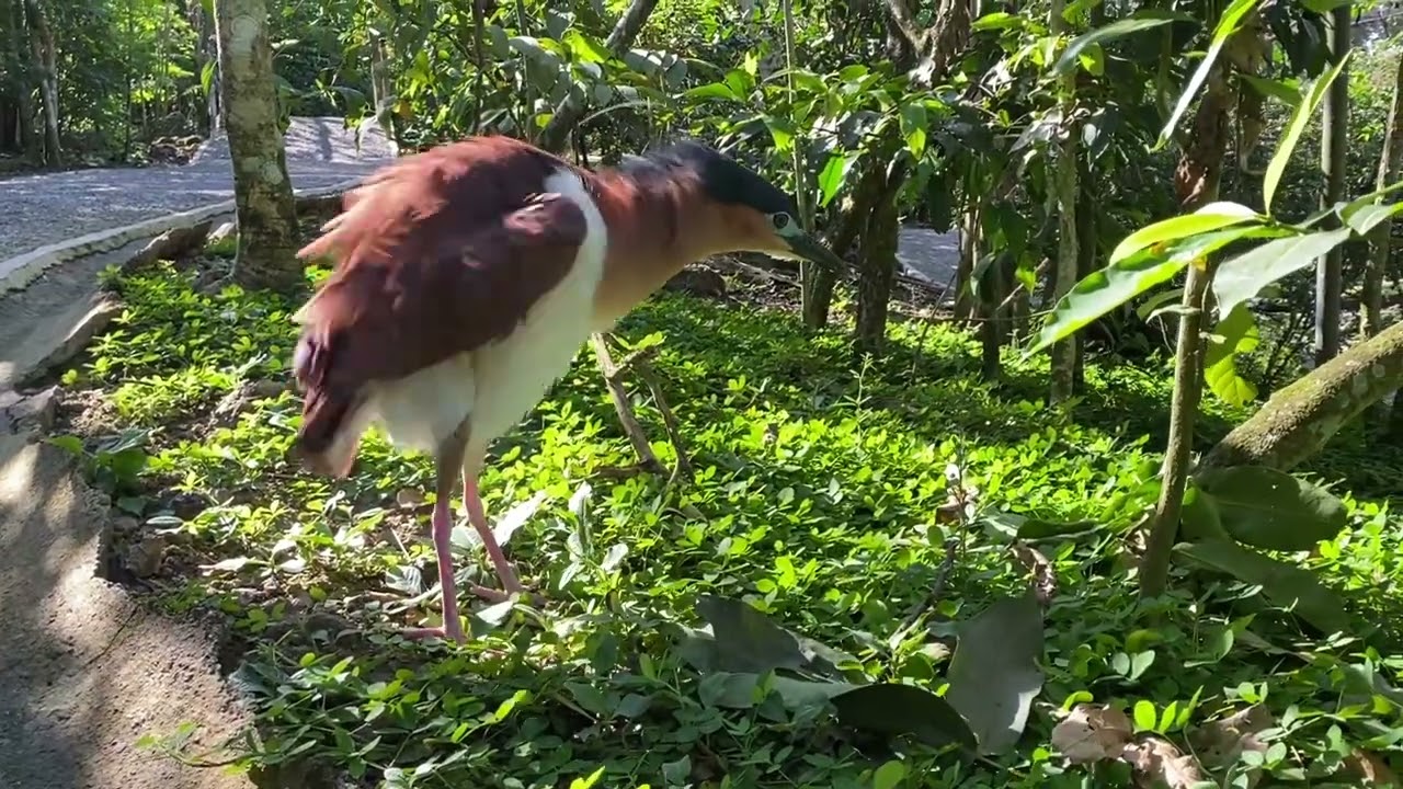Explore Cebu, Philippines : (DAY 5) CEBU SAFARI WHITE LION + BIRDS OF THE WORLD