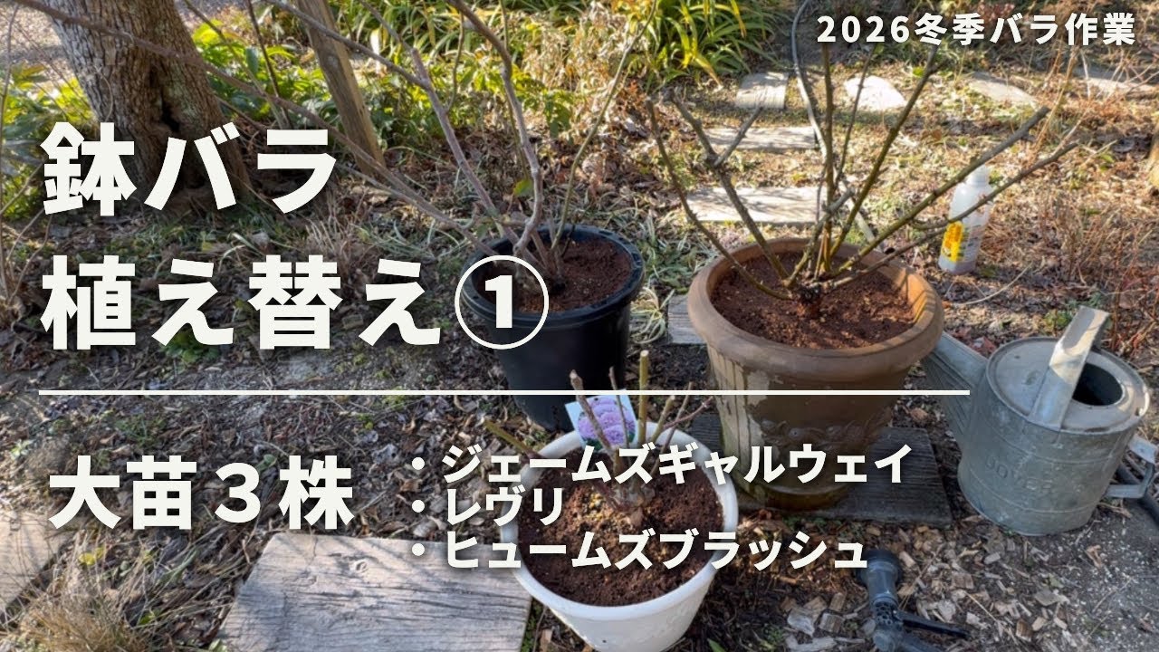 《2026鉢バラ植え替え①／大苗３株》バラ土の配合／古いバラ土・剪定枝の再生／バラの肥料／花ごころ／超カルスNCR／ココヤシチップ／ジェームズギャルウェイ・レヴリ・ヒュームズブラッシュ