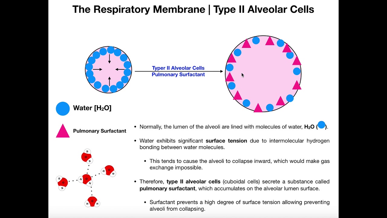 Type II Alveolar Cells | Pulmonary Surfactant