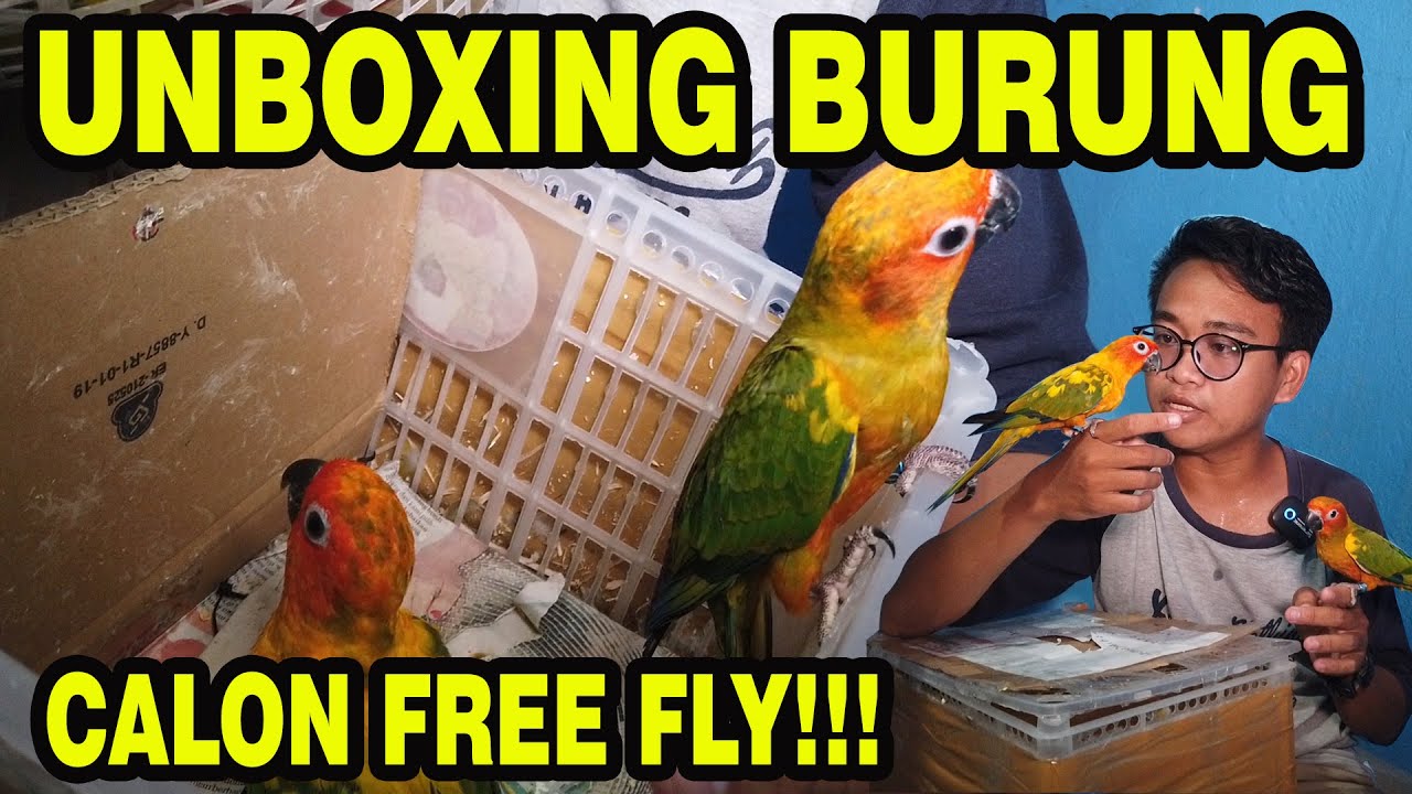 UNBOXING BURUNG CALON FREE FLY ZOOM ZOOM | TERBANG SUPER JAUH