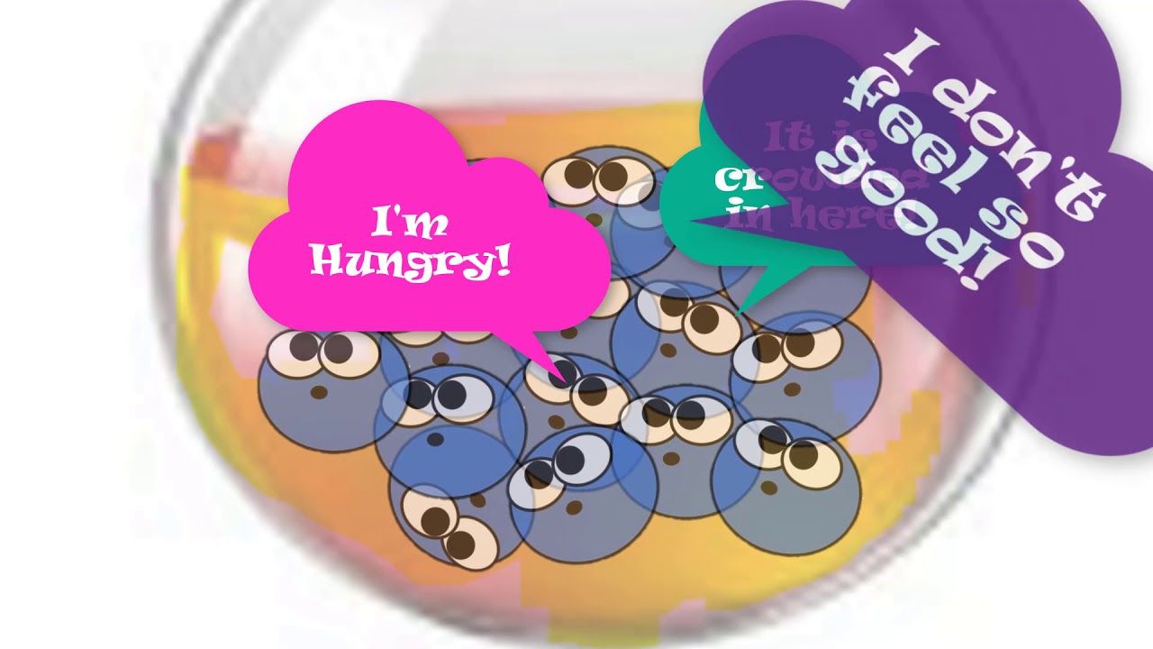 фазы роста бактерий, задержка, логарифмическая или экспоненциальная, стационарная и фаза смерти.