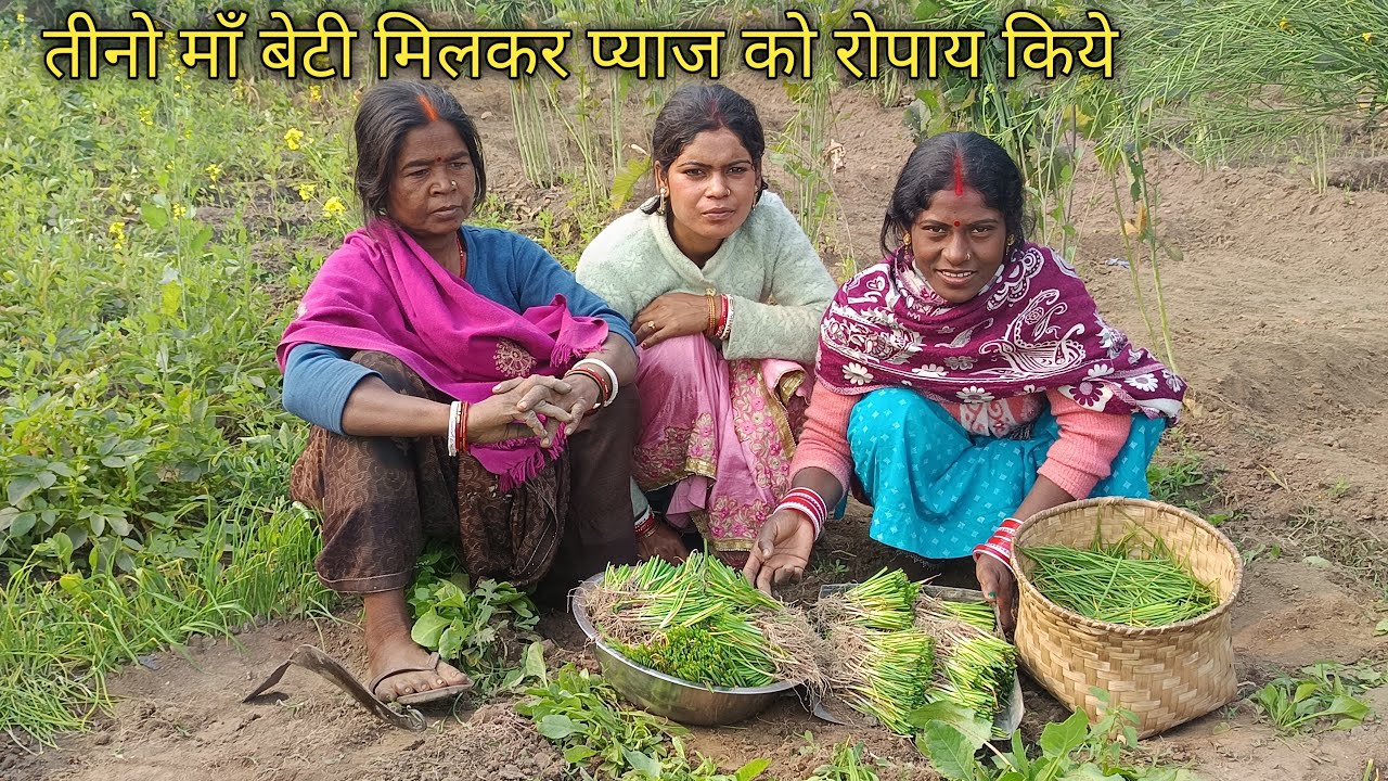 तीनो माँ बेटी मिलकर प्याज को रोपाय किये