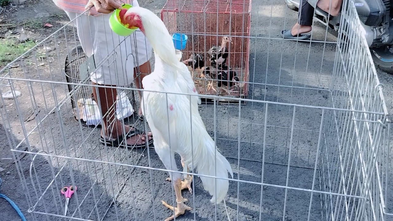 ada yang jual ayam shamo di sini !!! Liputan khusus penjual ayam di PB PETEKAN Surabaya 