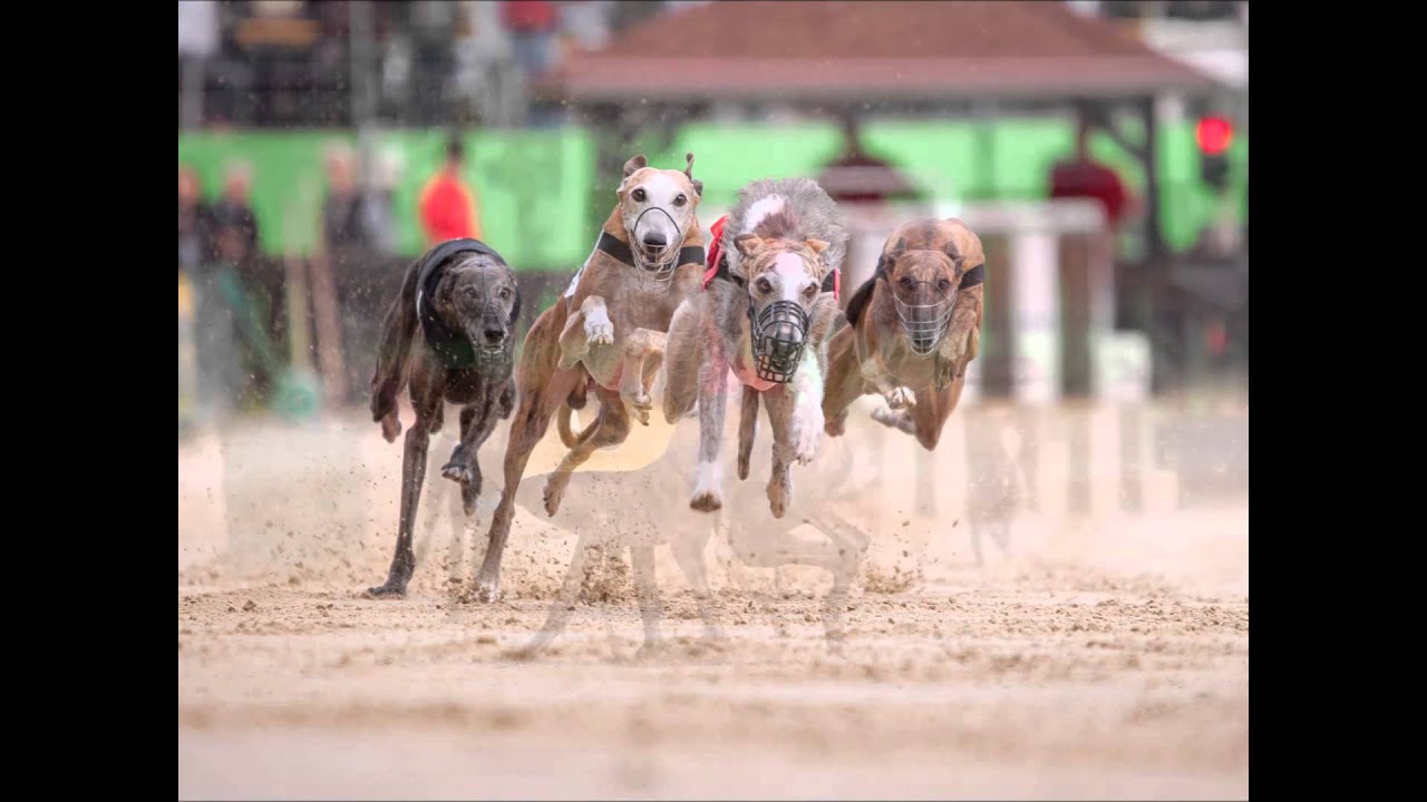 Windhund Europameisterschaft 2015 Galgo Español Rüden