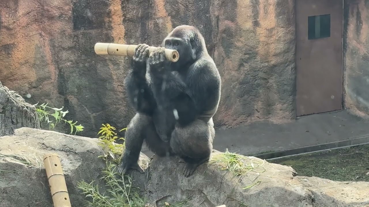 上野動物園さん！ずっと撮っている人がいるのでパンダみたいに1分程度で区切って見れるようにしてはどうですか？【‎2026年2月12日‎】【上野動物園】ゴリラ