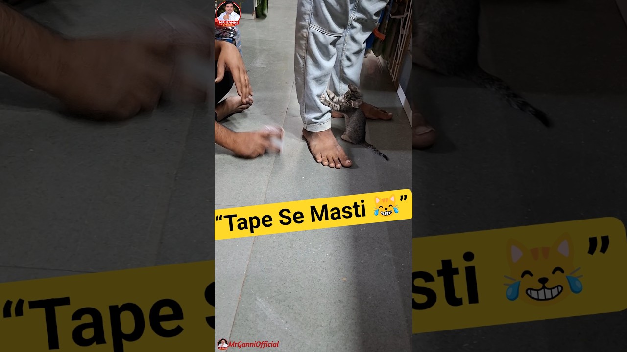 Cute Cat Playing With Tape 😹 | Funny Cat Short #cat #cutecat #kitten #funnycat #catshorts