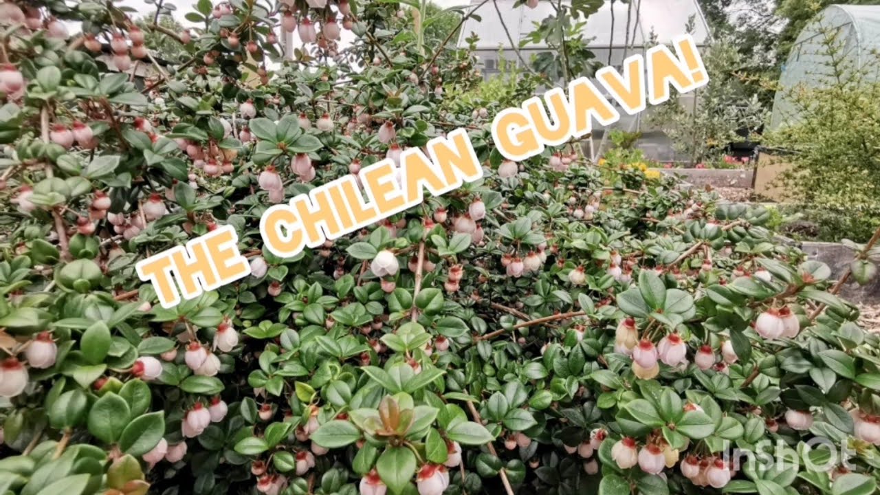Introducing the Chilean Guava!