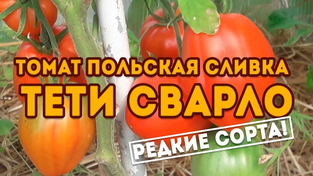 Томат Польская сливка тетушки  Сварлоо! Супер урожайный сорт гигант