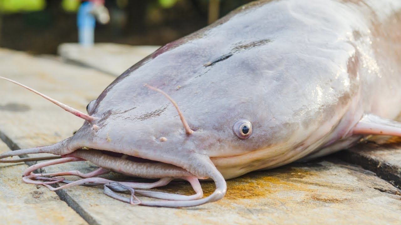 CATCH N' COOK CATFISH