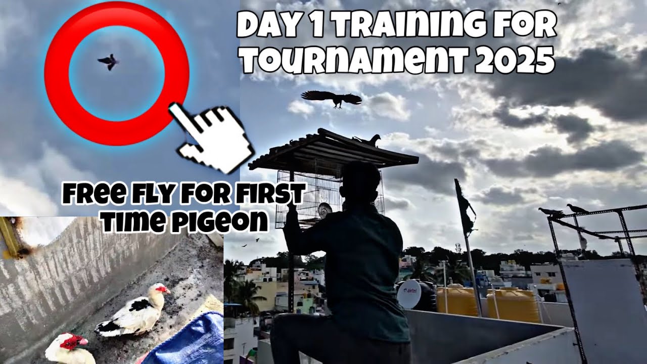Day 1🔥free flaying of pigeon first time 2025/🪽pigeonvlogs🕊️