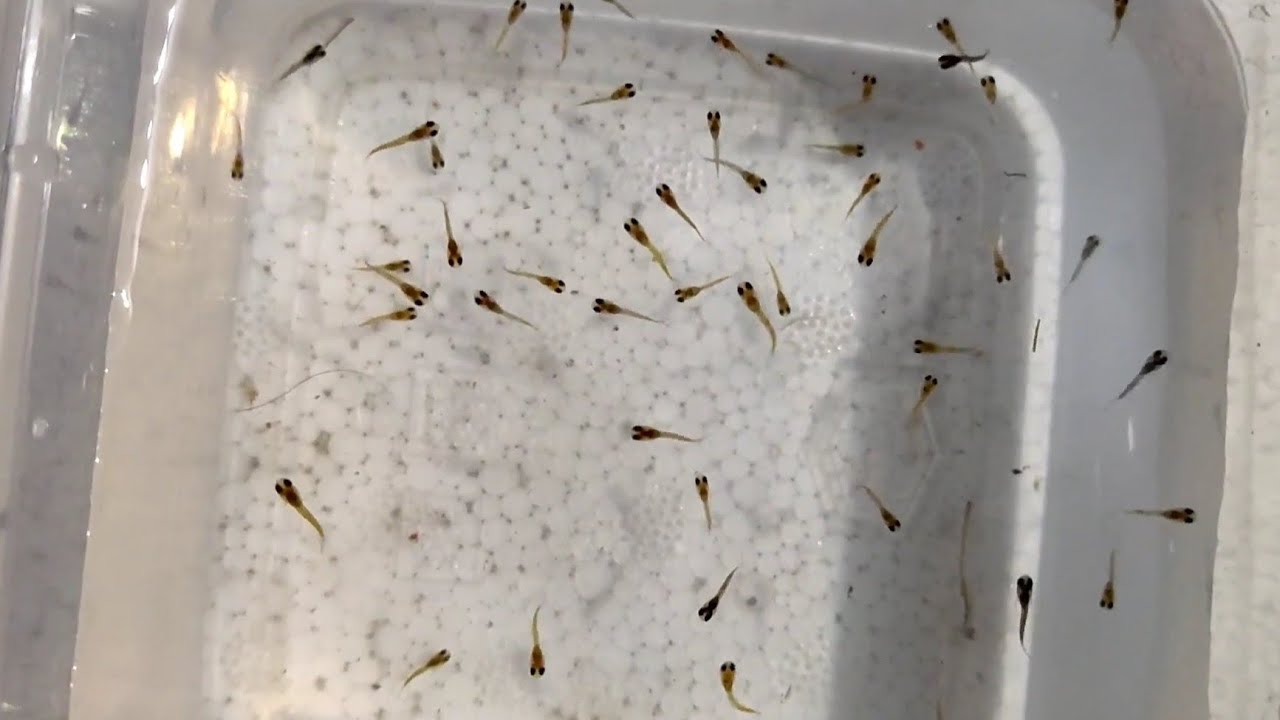 How to care guppy fish baby fry complete information