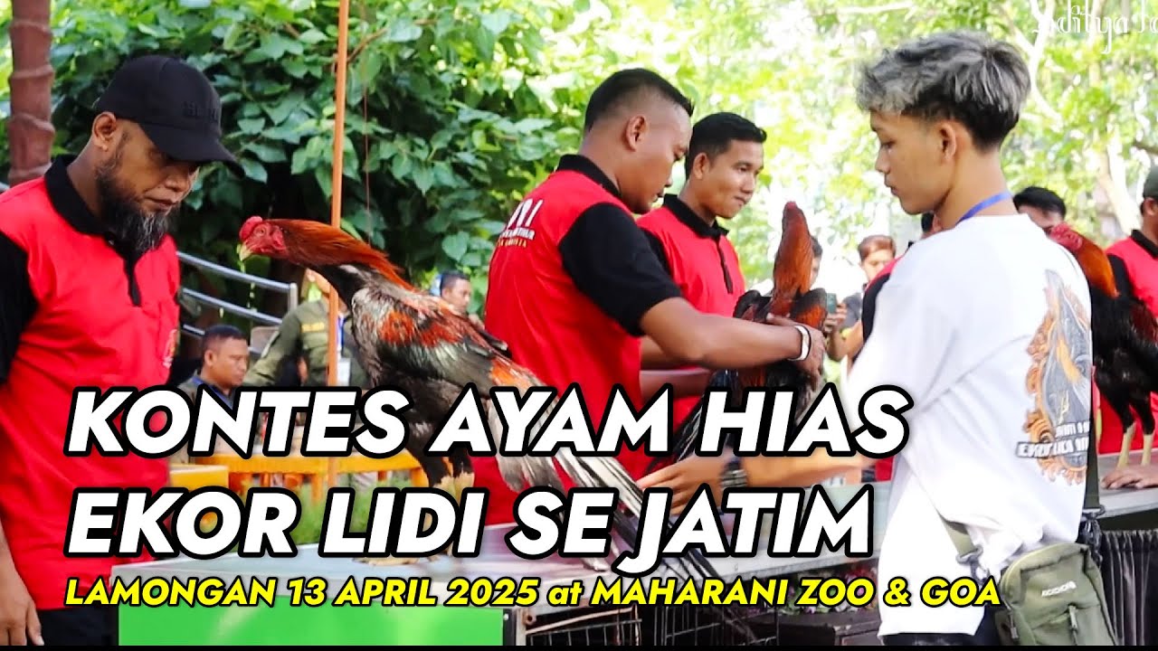 KONTES AYAM HIAS EKOR LIDI SE JAWA TIMUR || KOTA LAMONGAN at MAHARANI ZOO & GOA