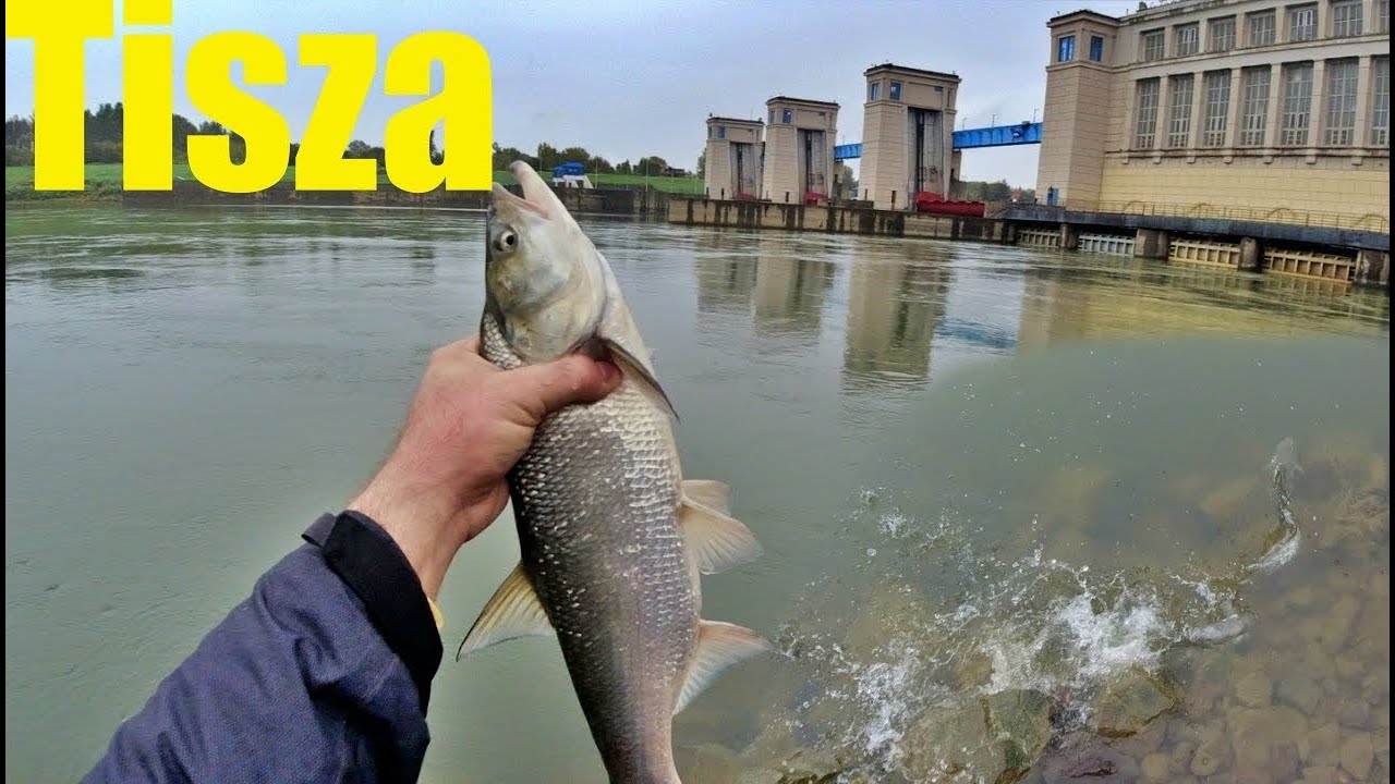 Őszi balinparádé a Tiszalöki erőműnél | Horgászat a Tisza mentén - Tiszalök