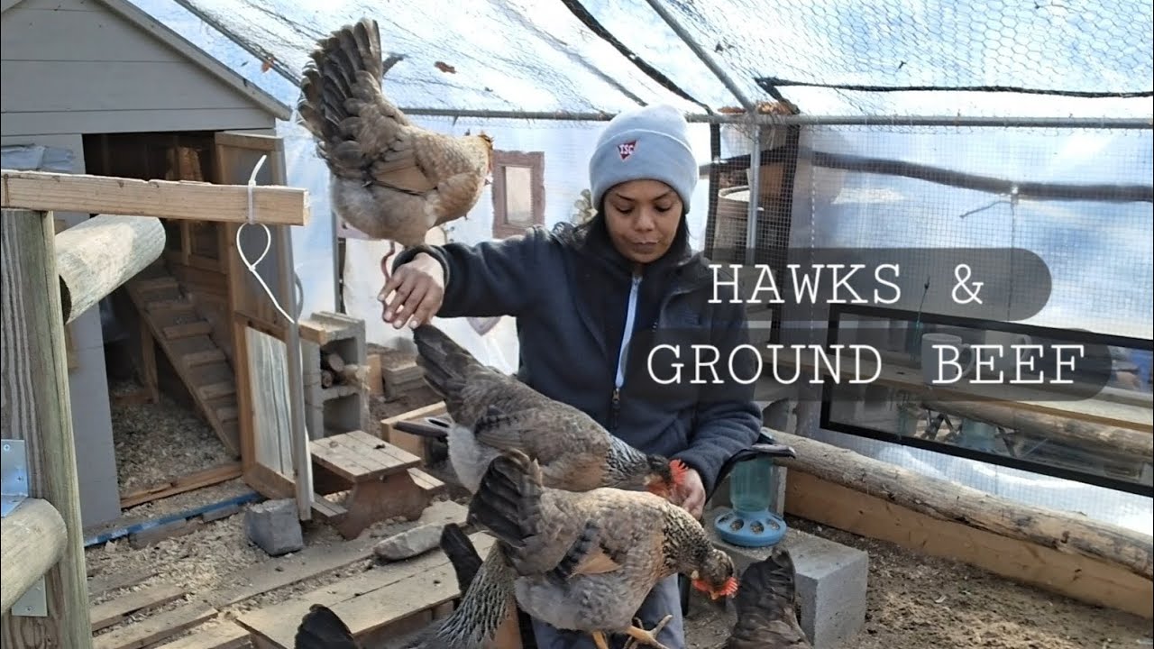 🦅 Another Hawk Scare Today So They Got Ground Beef To Calm Down!!! #backyardchickens #homestead 