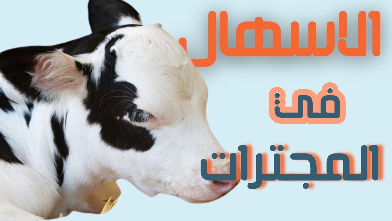 ازاي تعرف سبب الاسهال في الابقار و الجاموس و الاغنام و الماعز #اسهال #ابقار #ماعز #جاموس #اغنام