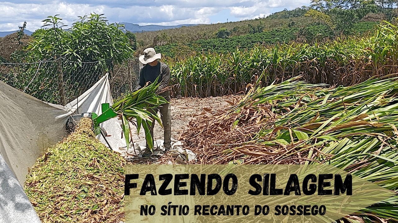 Fazendo silagem no Sítio Recanto do Sossego 