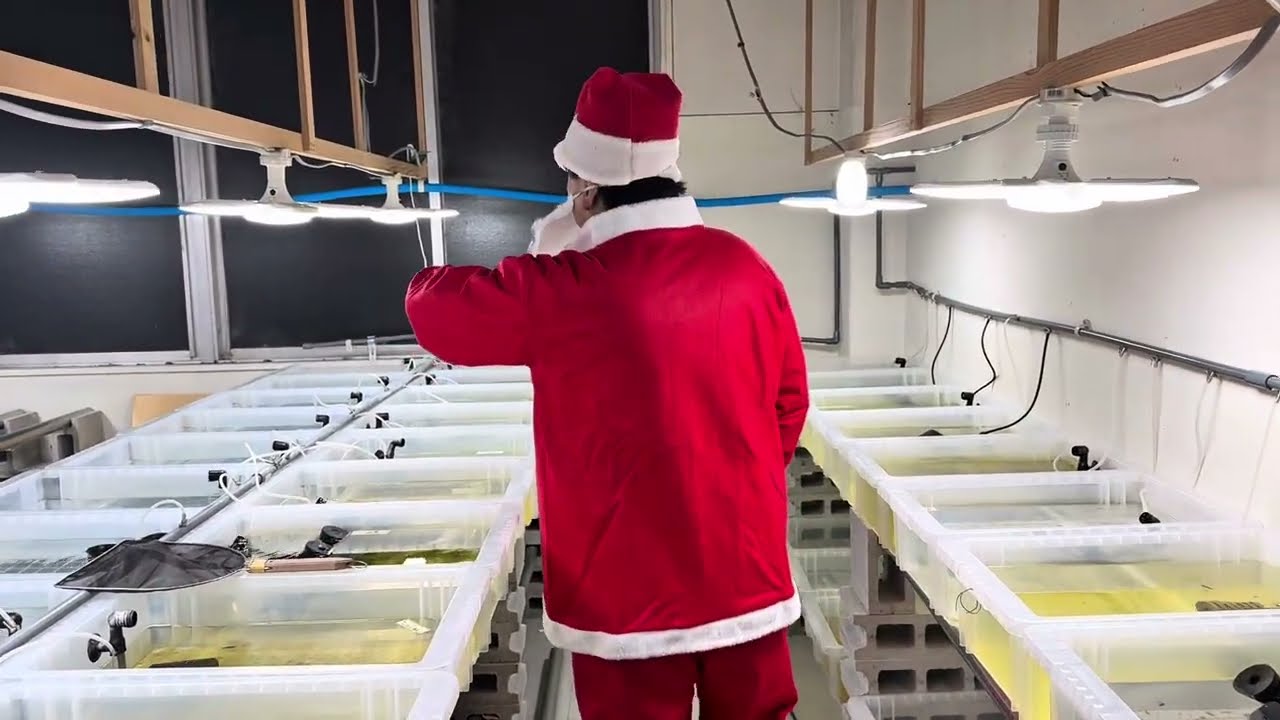メダカ班長からメリークリスマス！