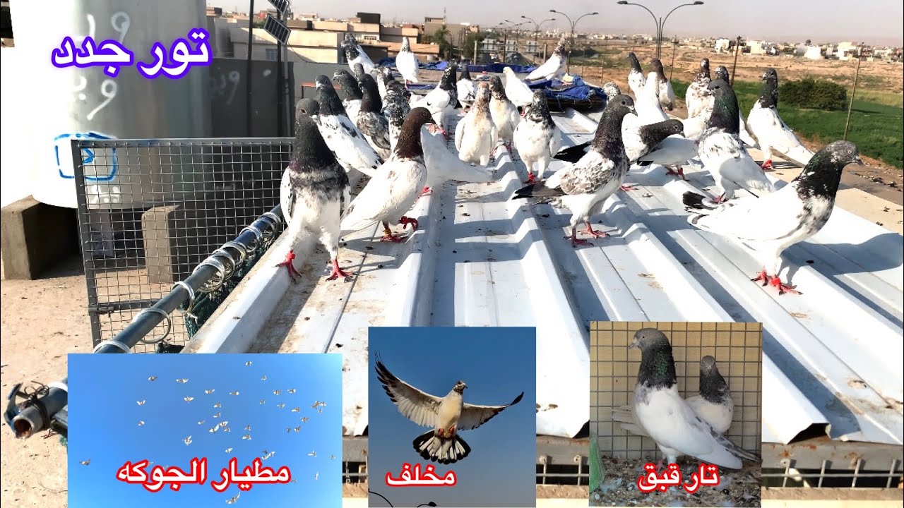 احله مطيار جوكه 😍 تور اشتريت تور جدد رس قديم ✌️