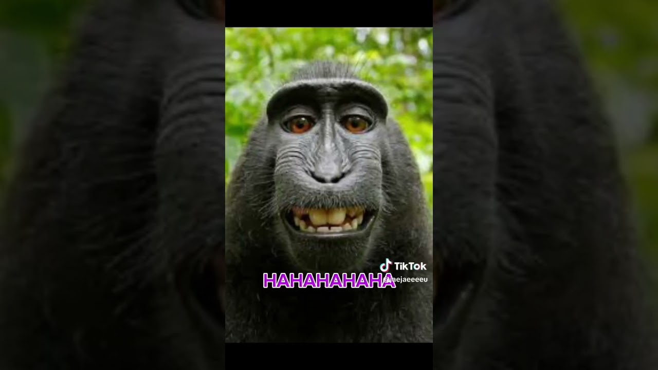 I found on TikTok 