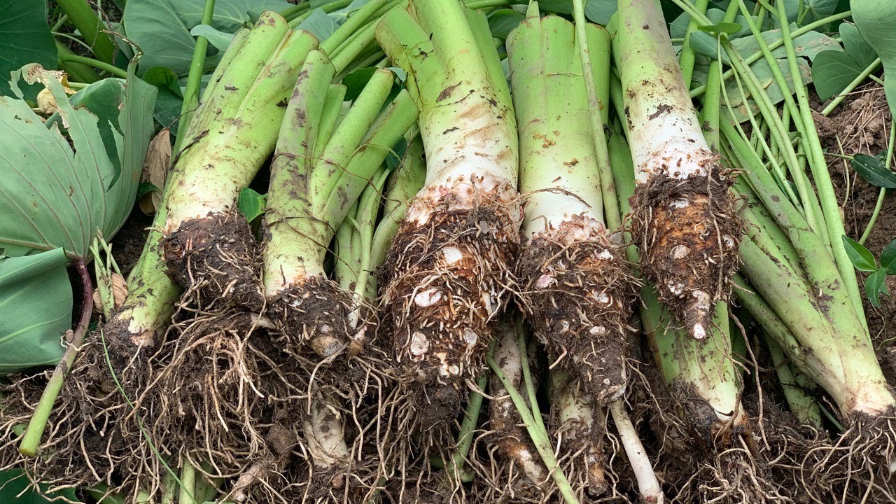 Simple Method To Grow Giant Taro from Cutting-How To Grow Taro on The Ground Have a Lot of Root bulb