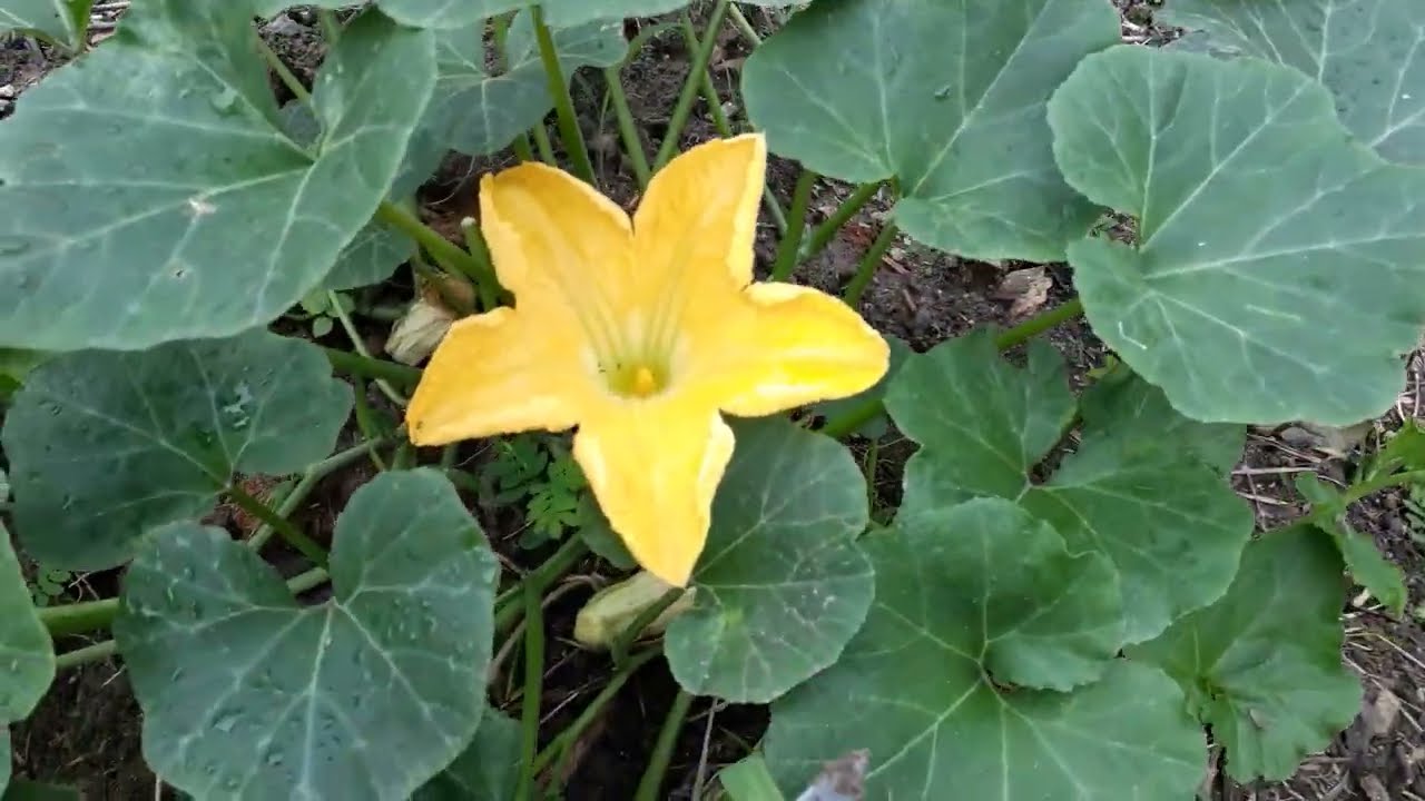 Poda do jeito certo conheça tipo de poda muito frutos e produzido