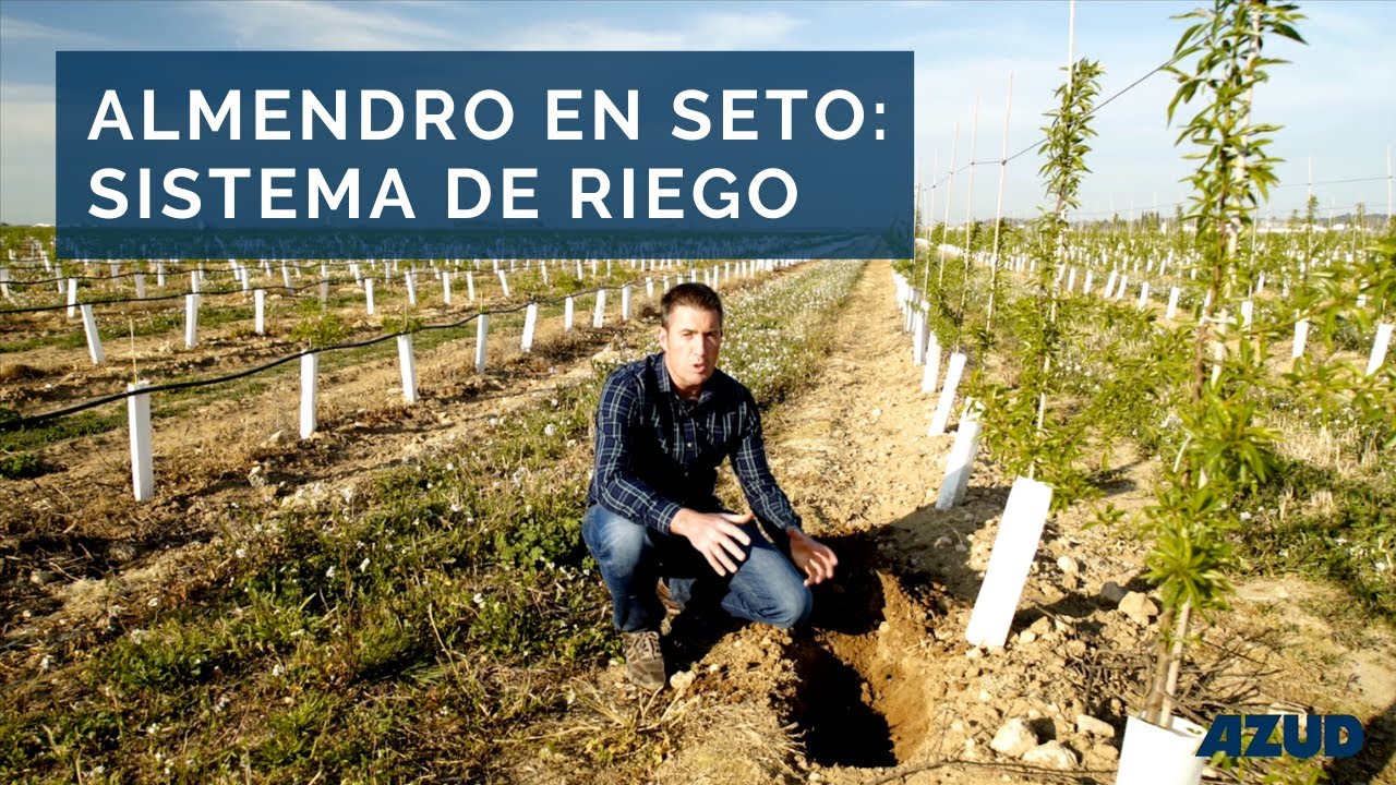 Qu&eacute; sistema de riego elegir para almendro en seto