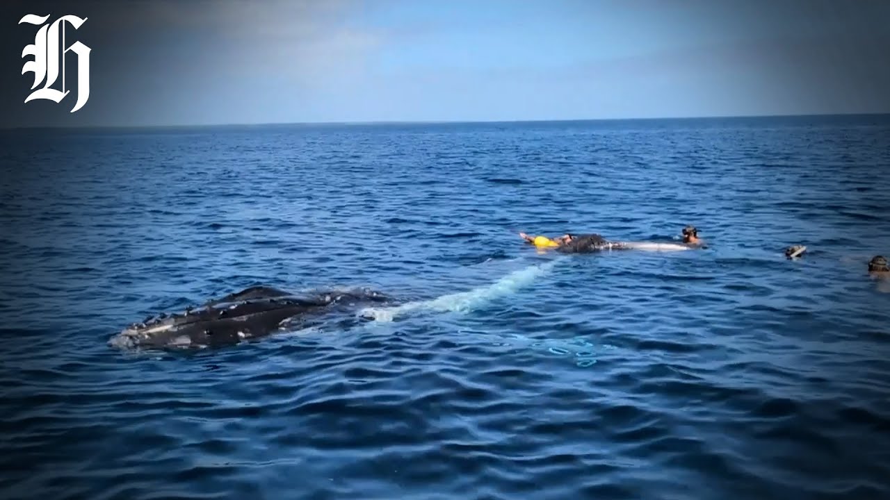 Watch: Dramatic whale rescue in Tonga caught on camera | Herald NOW