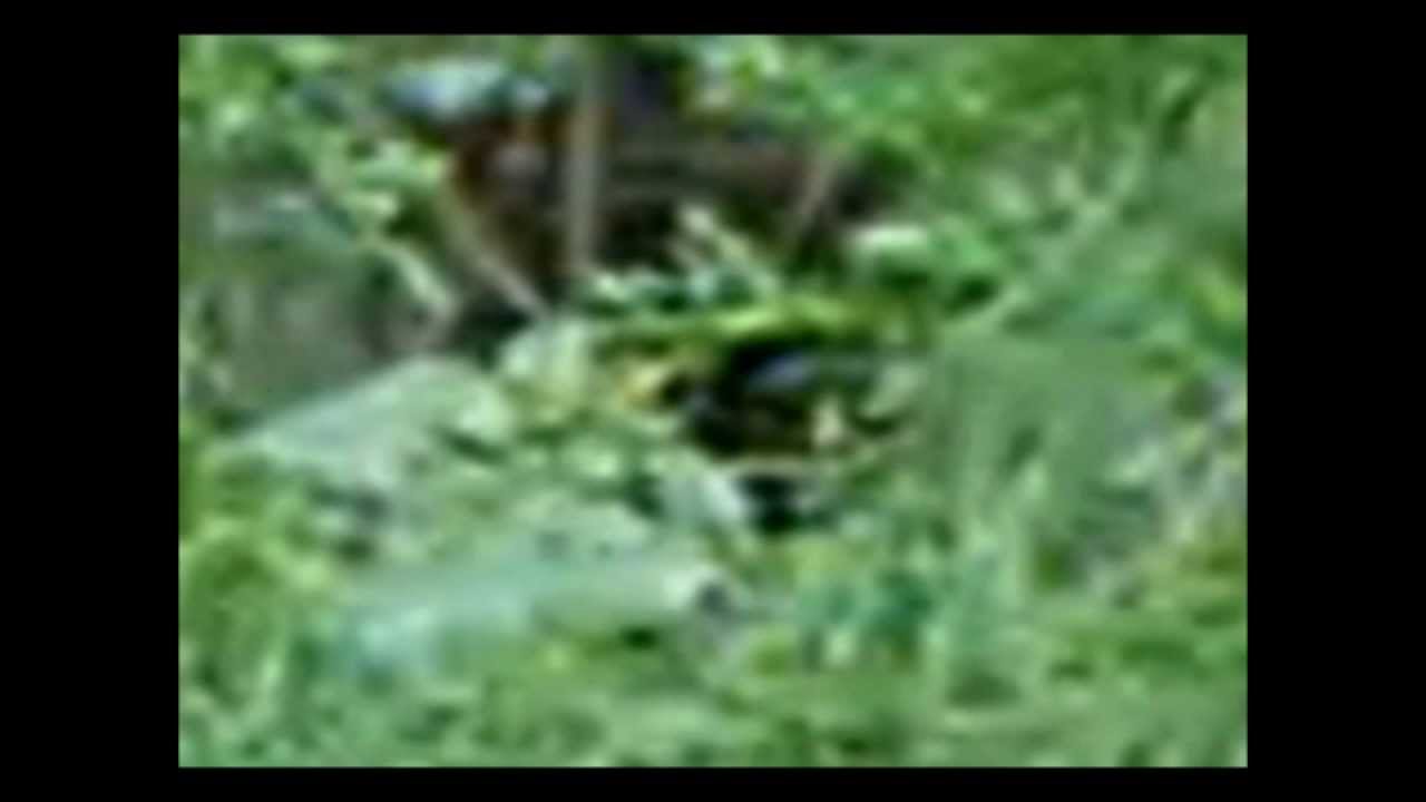 The Dogman - Raw Footage